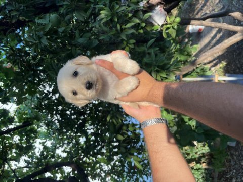 Muhteşem golden retriever bebekleri