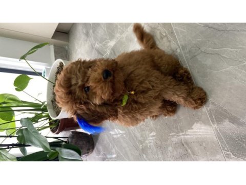 Red brown toy poodle