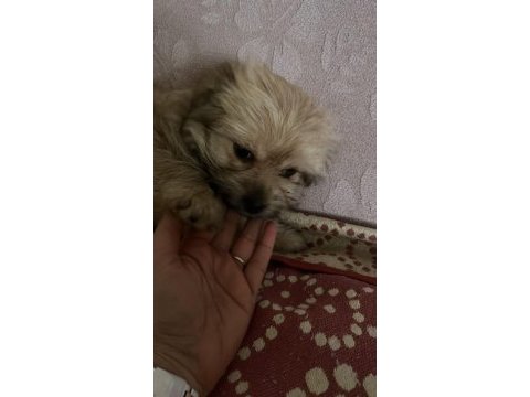 Yorkienese terrier