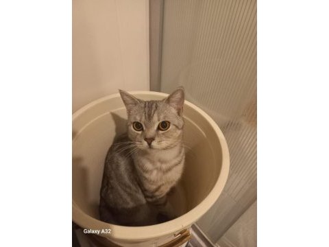 1 buçuk yaşında british shorthair ücretsiz sahiplendirme