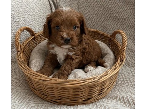 Küçük poodle yakışıklılar