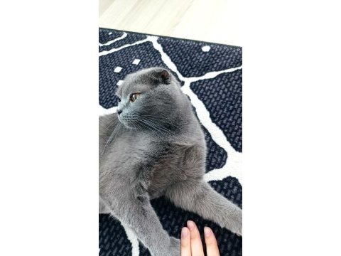Kedimize kalıcı ciddi bakacaklar dönüş yapsın