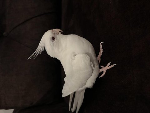 Albino erkek 1,5 yaşında sultan papağanı