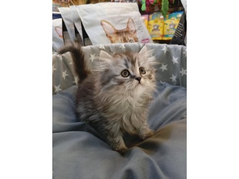 Yavru british longhair