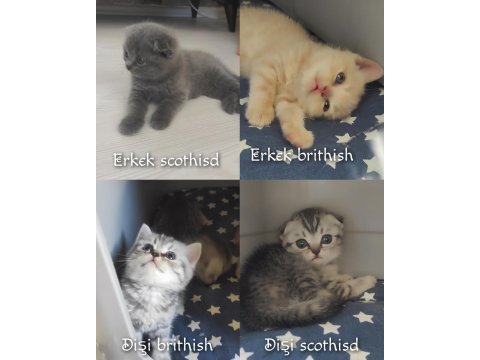 Scottish fold british yavru kedi. konyaya temmuz 5 ine