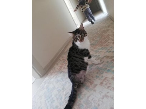 Depremzede kedi