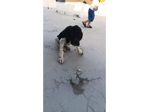 Pointer yavrular ve yetişkin pointer