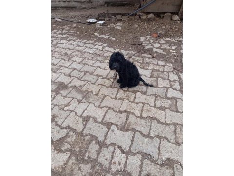 Toy poodle köpeği siyah