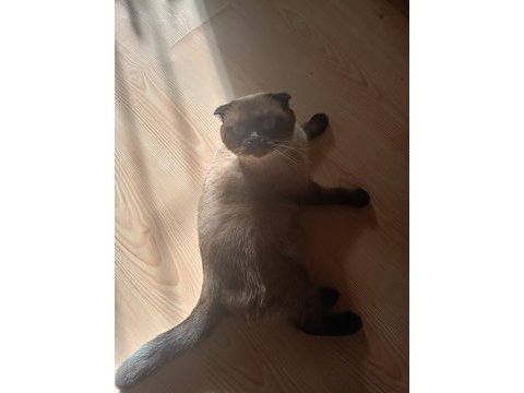 Sevimli british shorthair kedimiz