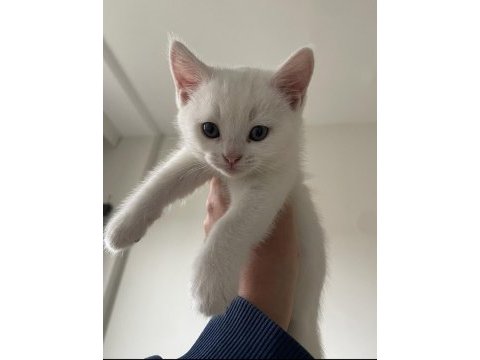 Sevgi delisi british shorthair yavrular