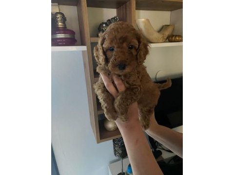 Toy poodle yavrularım orijinal ev üretimi