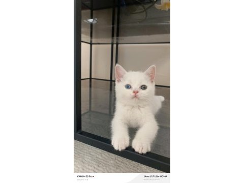 Dişi british shorthair