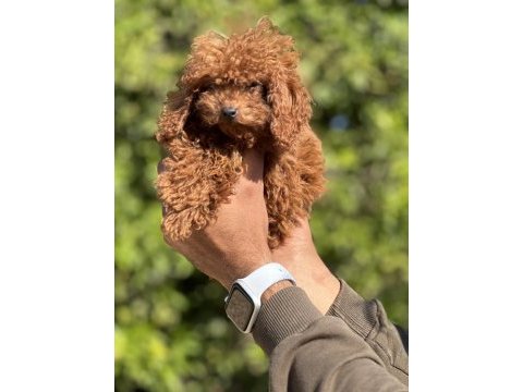 Kore red brown toy poodle