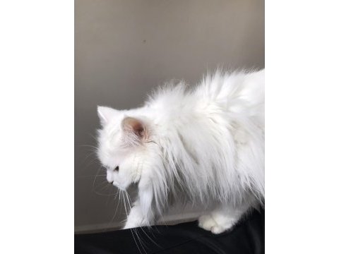 British longhair beyaz