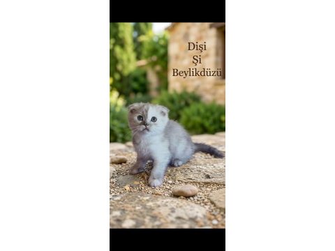 Scottish fold kediler