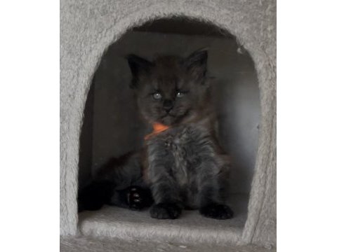 Eşi benzeri olmayan show class maine coon yavruları