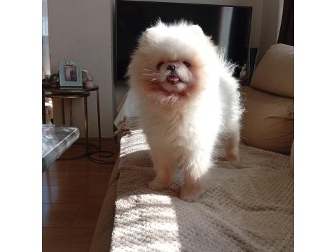 Kore teddy bear pomeranian