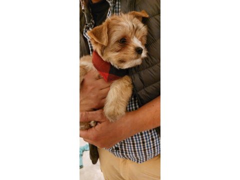 Egzotik yorkshire terrier 0 numara
