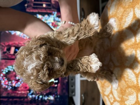 Egzotik çift renk toy poodle