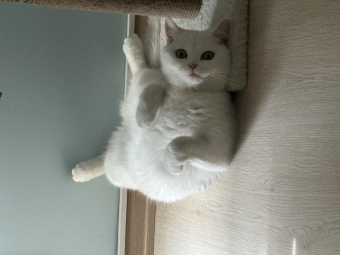 Scottish fold sütlaç yuva arıyoruz
