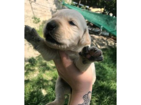 Safkan golden retriever yavrularımız