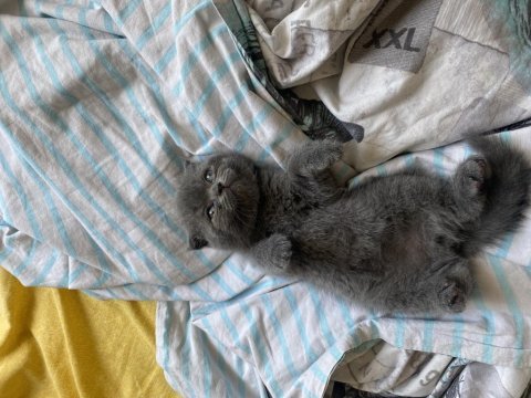 A sınıf kaliteli british shorthair yavrular