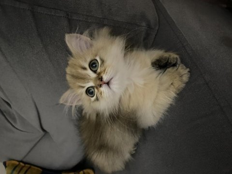 British longhair 65 günlük kedimiz