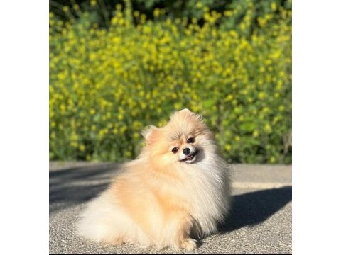 Anne altından pomeranian boo yavrularımız