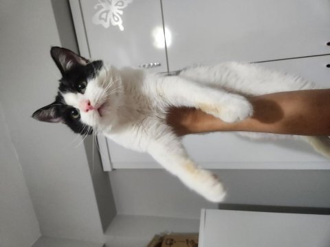 5 aylık smokin erkek kedimiz