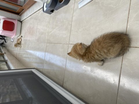Golden scottish fold yavrularımız