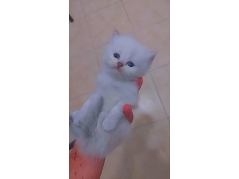Safkan bebekler british longhair