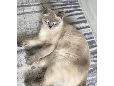 British shorthair kızım için bir yuva