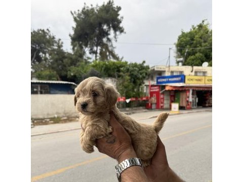 Kg garantili dişi üst kalite maltipoo yavrumuz