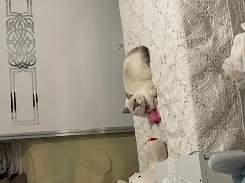 8 aylık dişi british shorthair