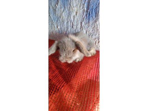 Teddy lop tavşanı yavrular mavi göz