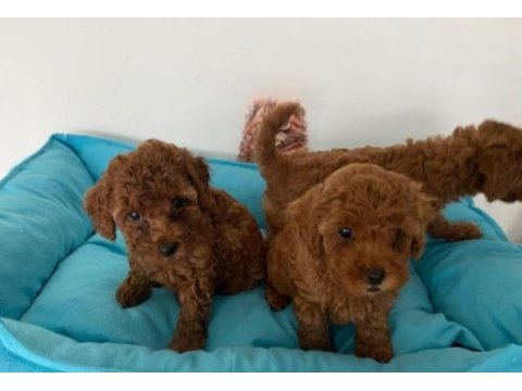 Küçük boy toy poodle değerlendirmeden geçmeyin