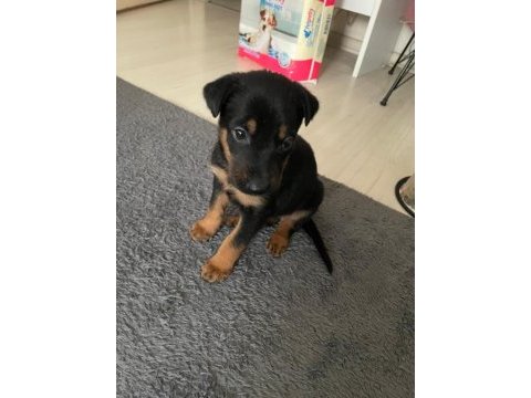Safkan uyguna doberman köpeği