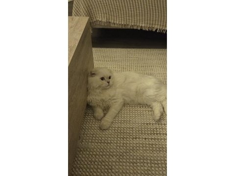 9 aylık scottish fold longhair