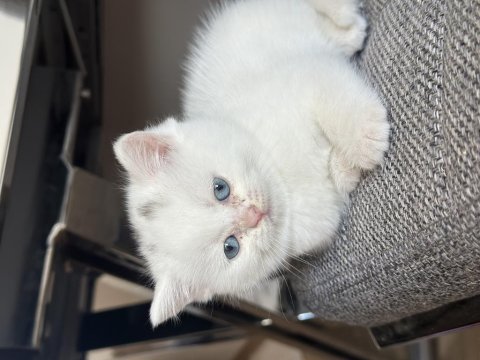 Boncuk gözlü pamuk yavrum british shorthair
