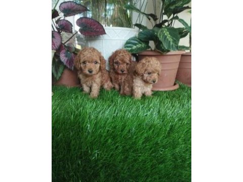 Poodle yavru