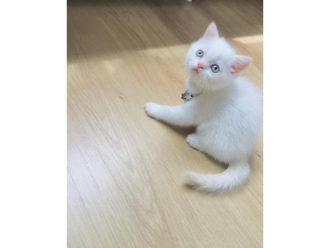 Safkan kaliteli güzel karakterli şivava bebekler