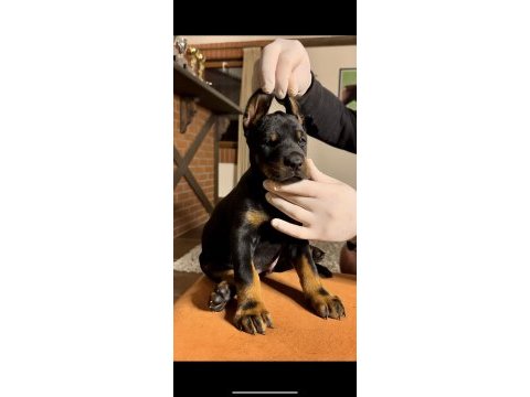 Dev gibi europen doberman yavrular