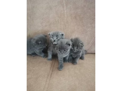 British shorthair çocuklarımı sahiplendiriyorum