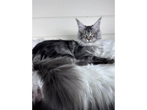 Dev maine coon dişi ns22