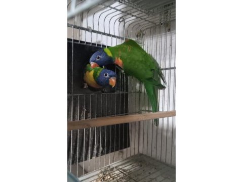 Hazır yavru alınmış lori papağanı takım
