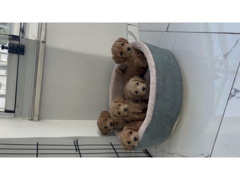 Maltipoo yavru