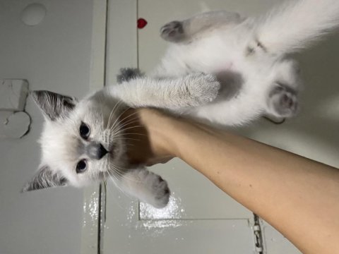 2 aylık british shorthair yavrular