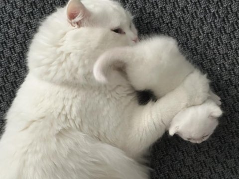 2 aylık chinchilla erkek kedimiz