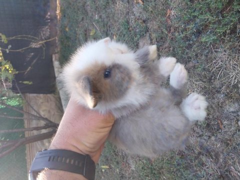 Orjinal hollanda lop tavşanlarımız
