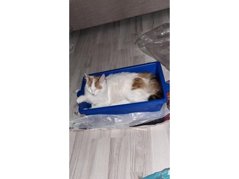 Oyuncu kedimiz lola ailesini arıyor